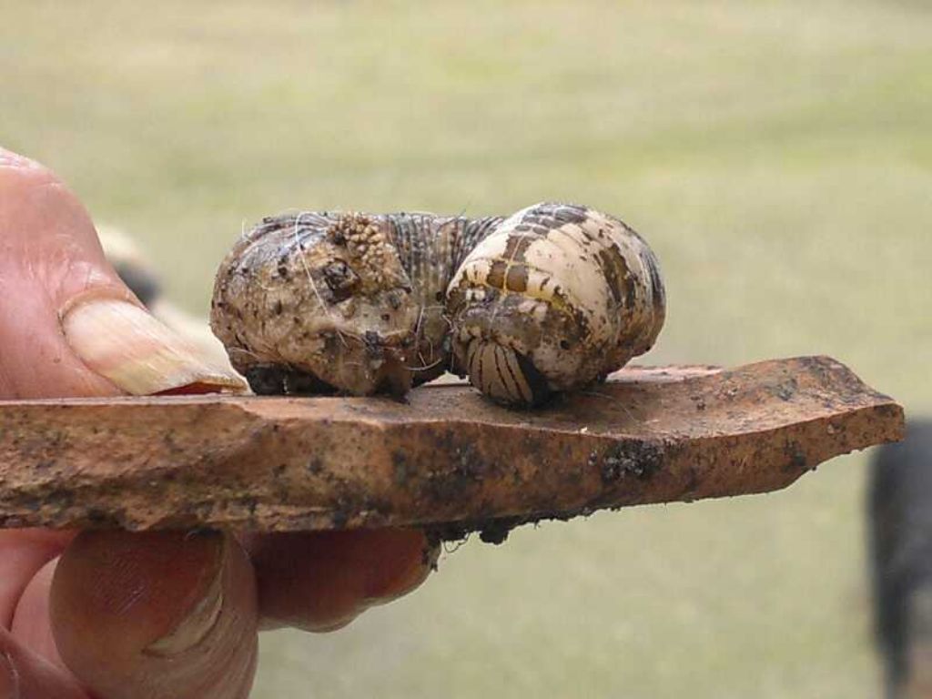 Bruco di lepidottero? di cosa si tratta 2!